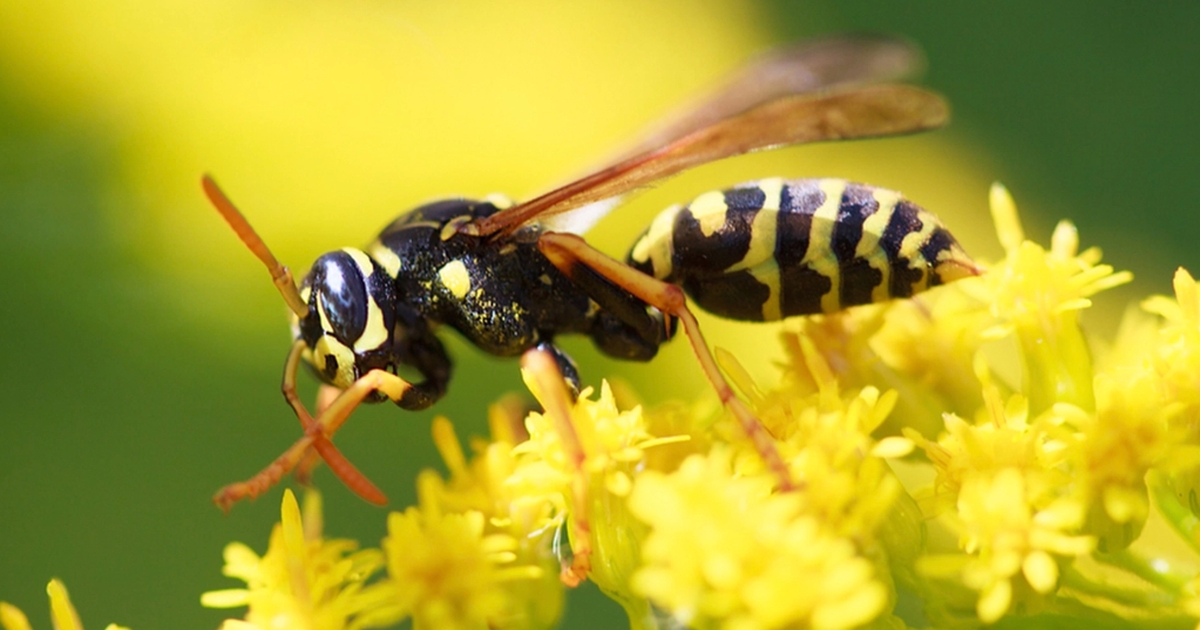 keep wasps away from your garden with these 4 plants
