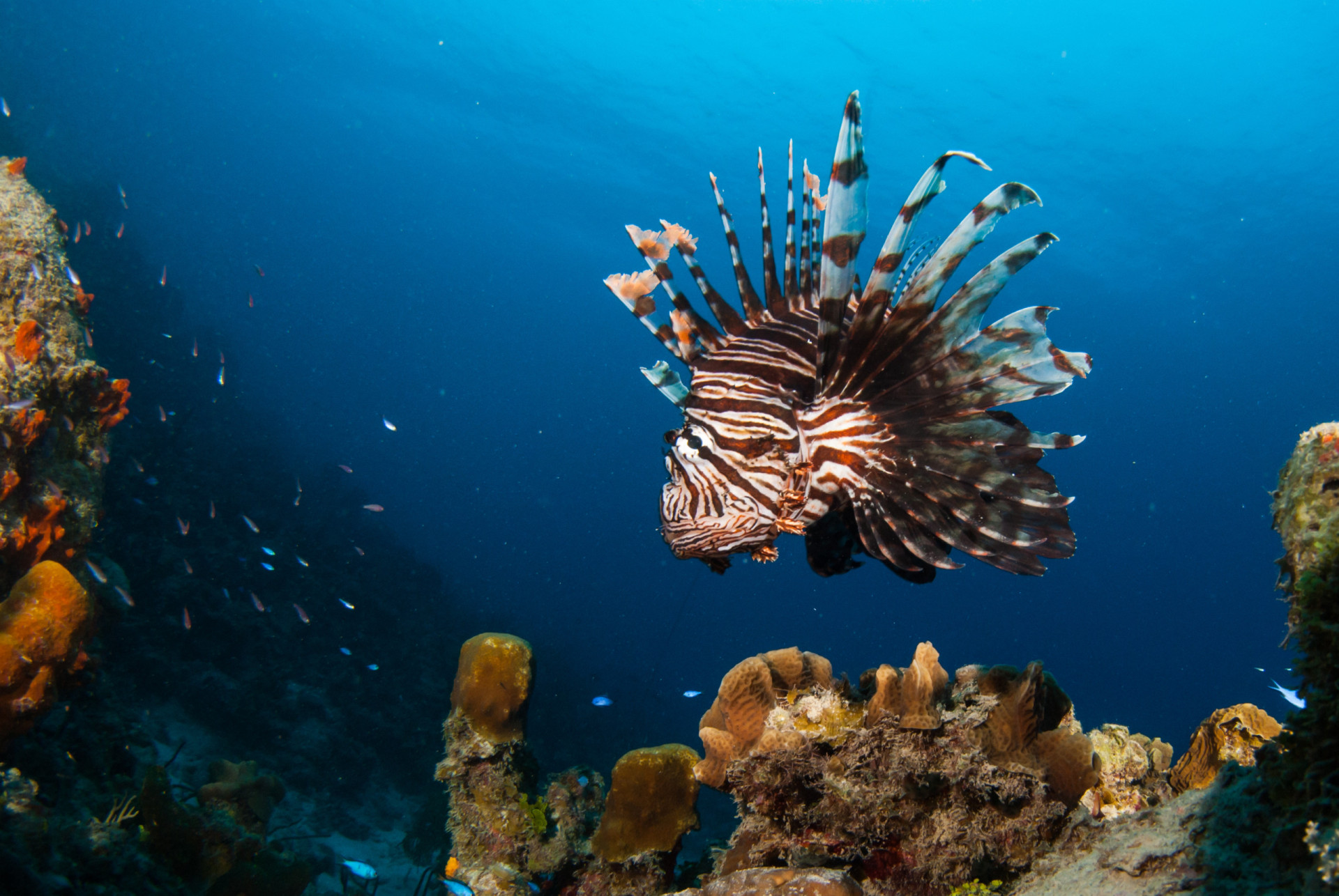 Why coral reefs are disappearing