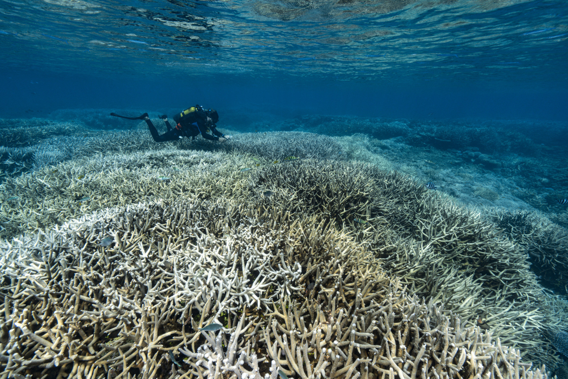 Why coral reefs are disappearing