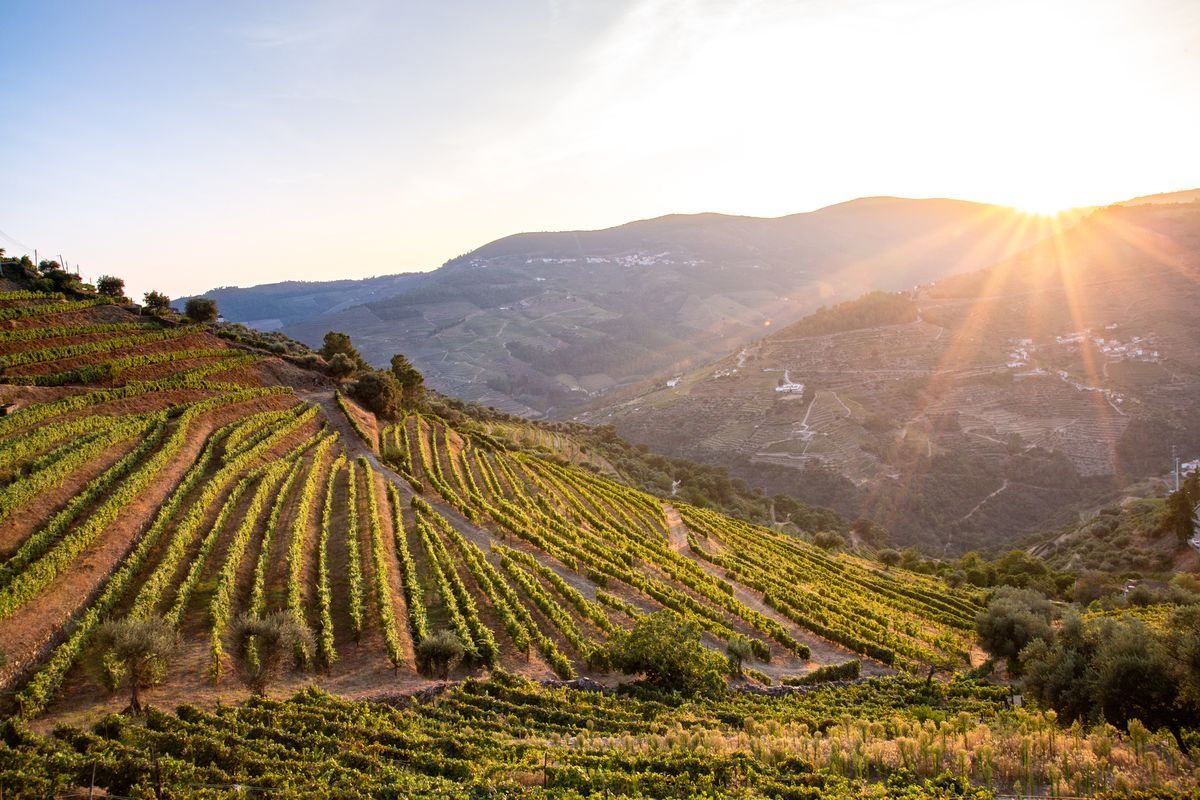 <p>A cruise along Portugal's Douro River Valley is all about the wine. This world-famous valley holds UNESCO status and is the world's very first demarcated wine region. It's famous for its full-bodied, sweet port wines, as well as several non-fortified varieties.</p><p>On Good Housekeeping's Douro cruise you'll have several chances to taste these mouthwatering wines. A highlight is a stop to taste some of the region’s famous ports at the Quinta da Roeda estate, near Pinhão. You'll take a guided tour of the estate and see its extensive terraced vineyard that sweeps the north bank of the Douro before tasting the excellent Croft Port, which is produced here.</p><p><a class="body-btn-link" href="https://www.goodhousekeepingholidays.com/tours/douro-river-wine-cruise">FIND OUT MORE </a></p>