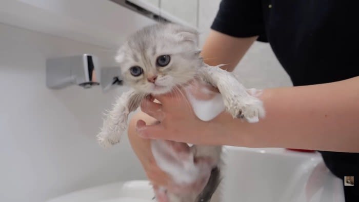 5匹の子猫を『初めてのお風呂』に入れてみた結果…気持ちよさそうな様子が天使すぎだと46万4000再生「珍しい」「逃げないの凄い」