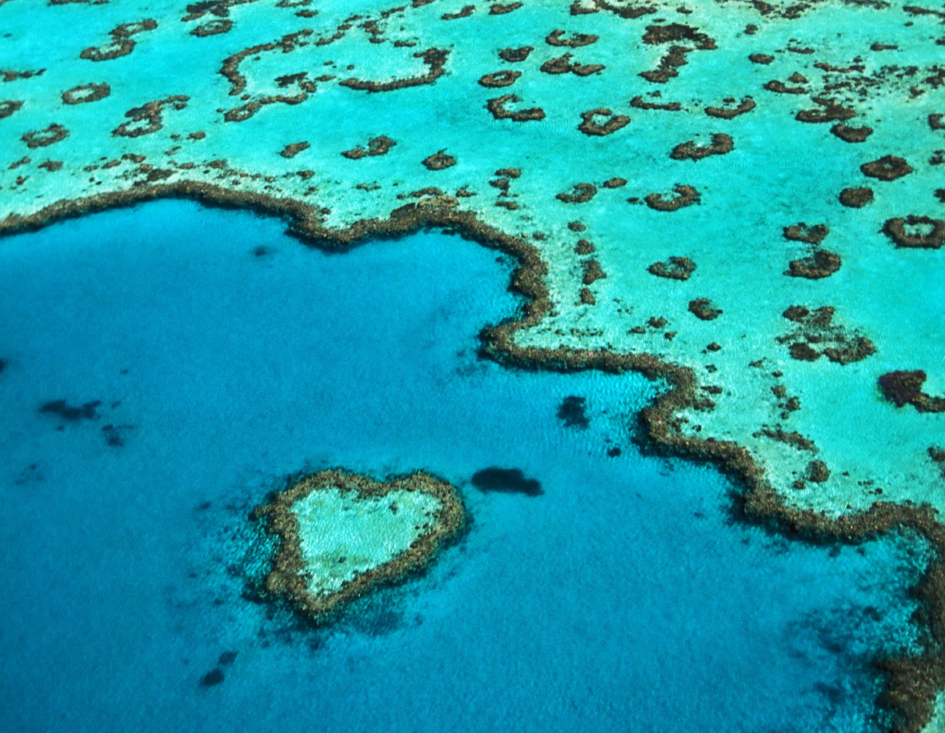 Why coral reefs are disappearing