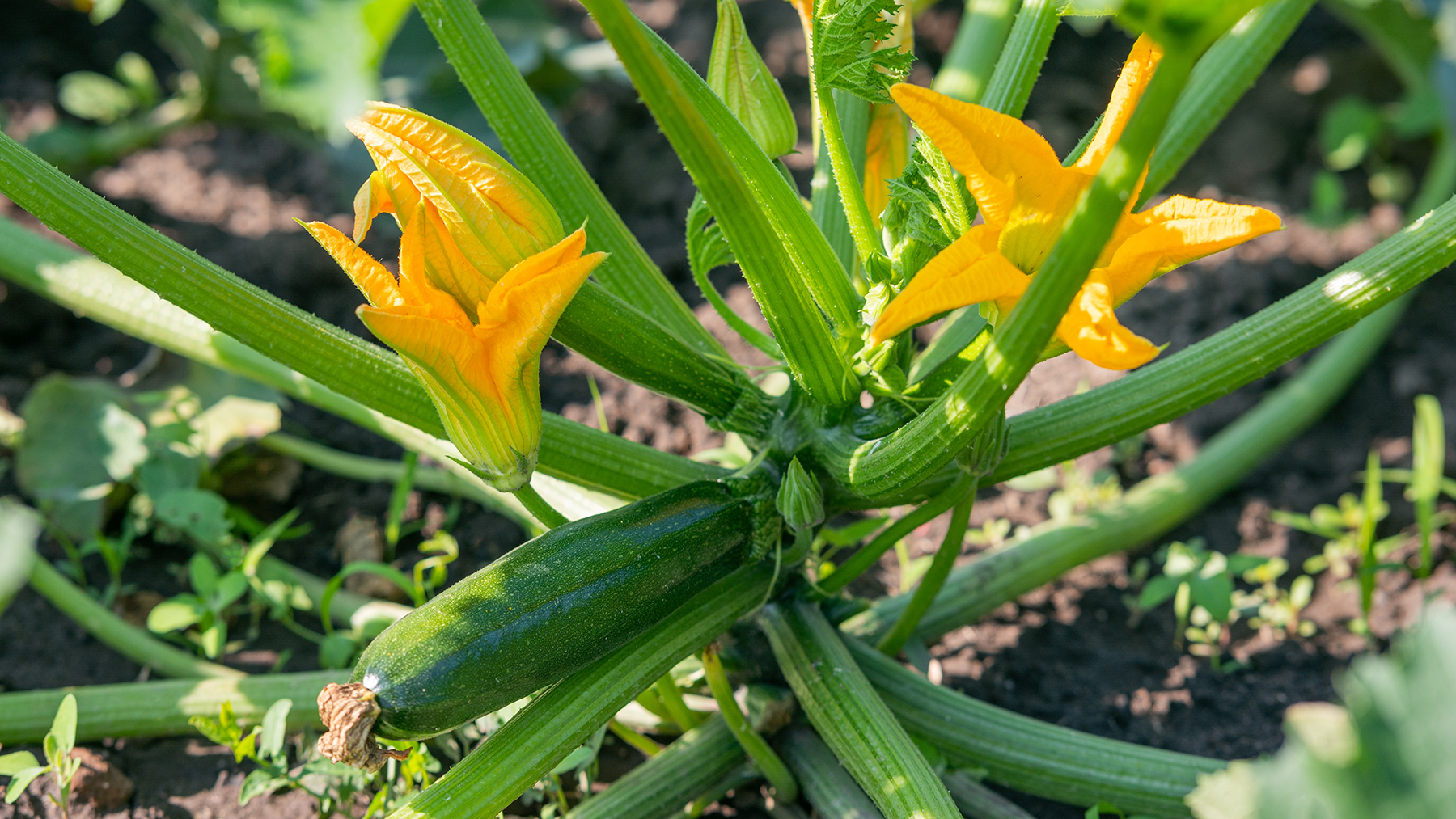 amazon, 5 vegetable seeds to sow in may for the best results — according to gardening experts