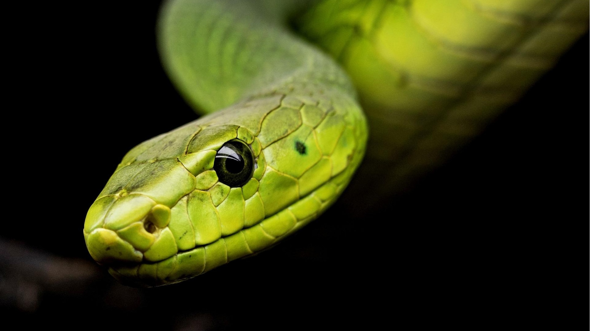 cambiamento climatico, serpenti velenosi migreranno per adattarsi