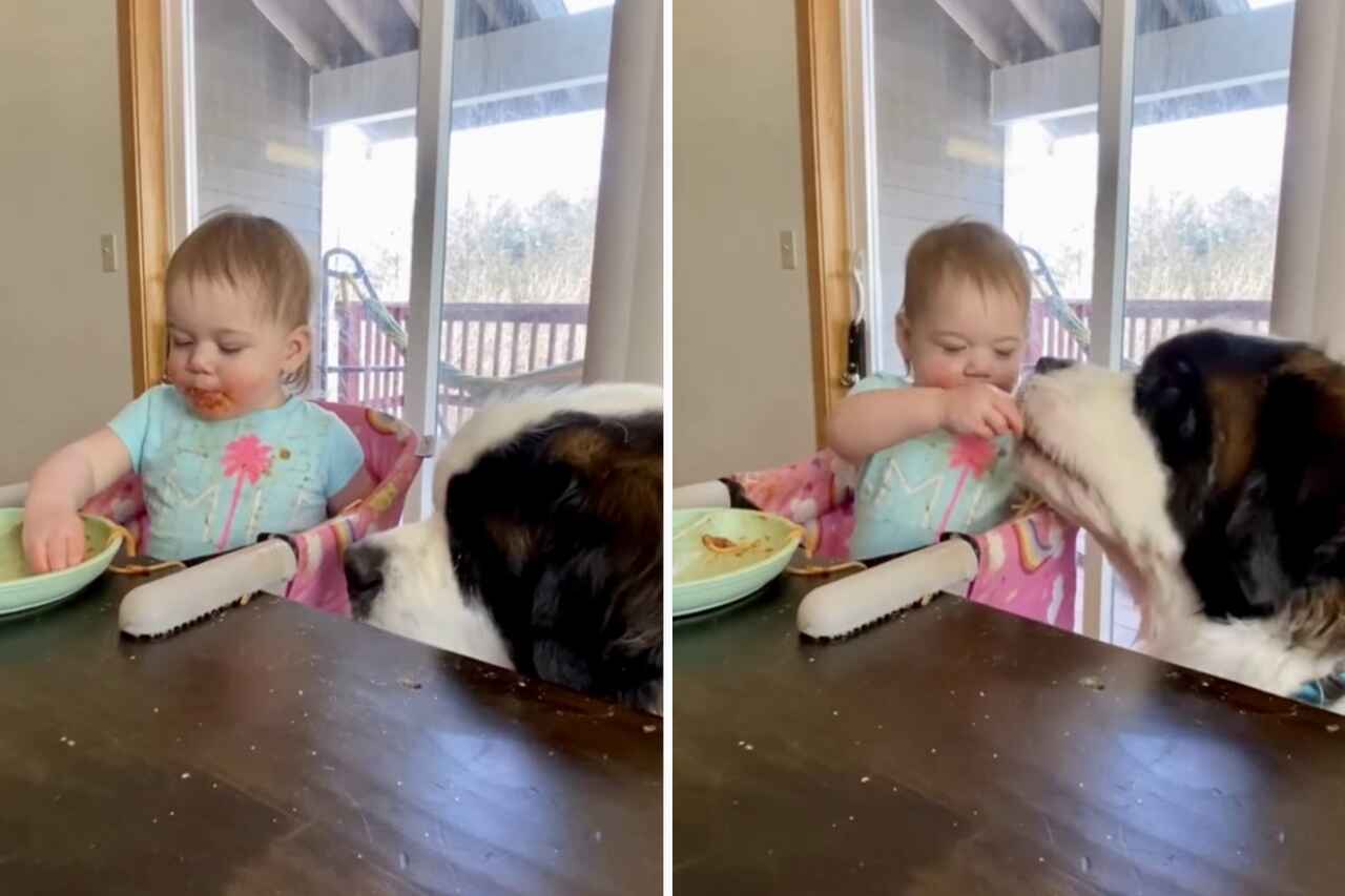 niedliches video: großzügiges baby teilt pasta mit riesigem bernhardinerhund.