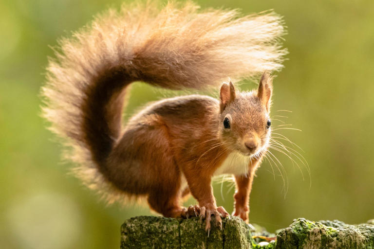 A red squirrel in Yorkshire