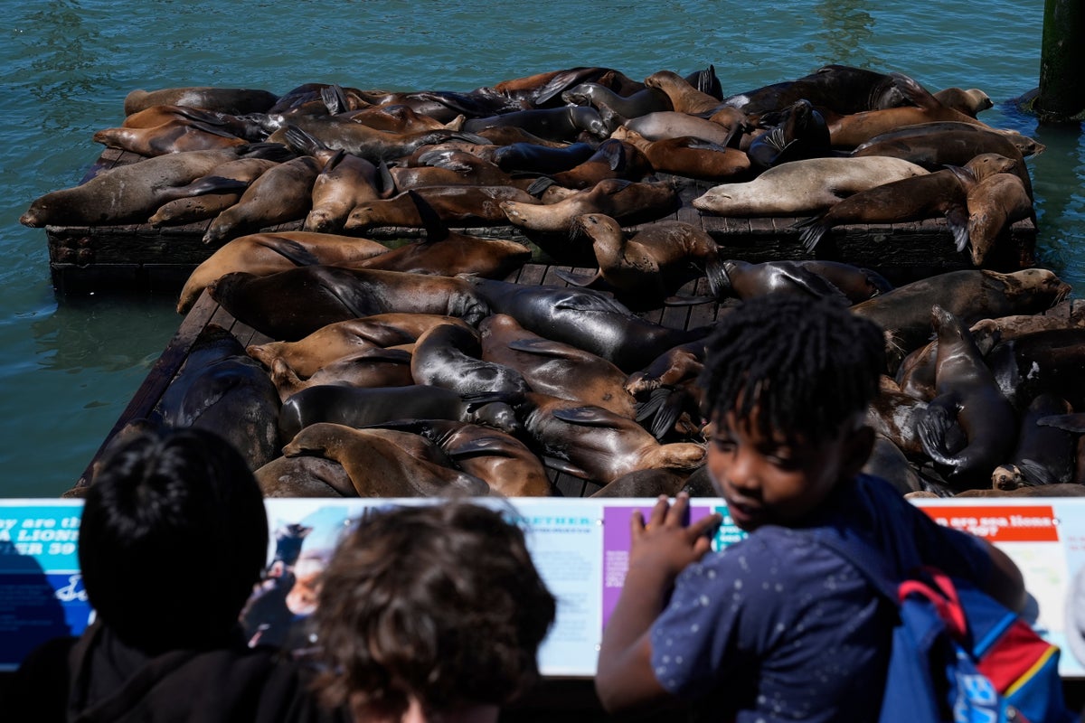 record number of sea lions appear on san francisco’s famous pier 39