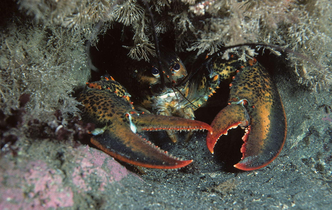 The site was first discovered in 1999 when divers observed a lobster discarding worked flint tools from its burrow on the seabed. New DNA research will be vital to understanding the Mesolithic era in Britain and its cultural connections to Europe.