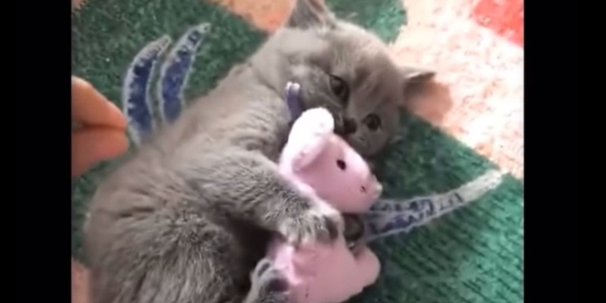 gatito se aferra a su osito rosa: el vídeo parte el corazón de todo internet