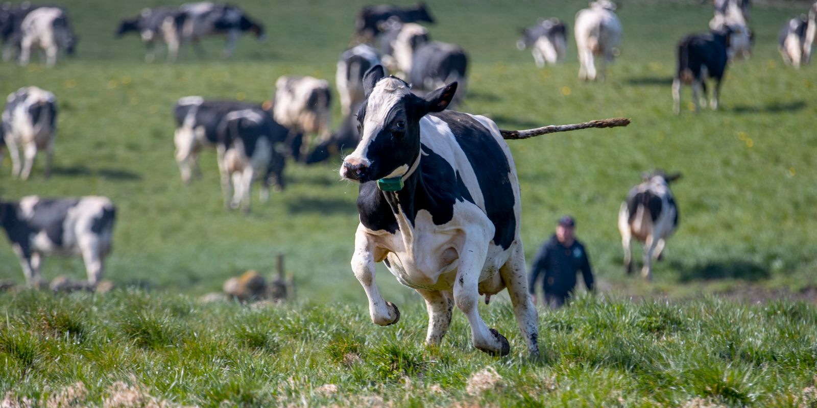 debattörerna: betande kor blir gladare – och godare