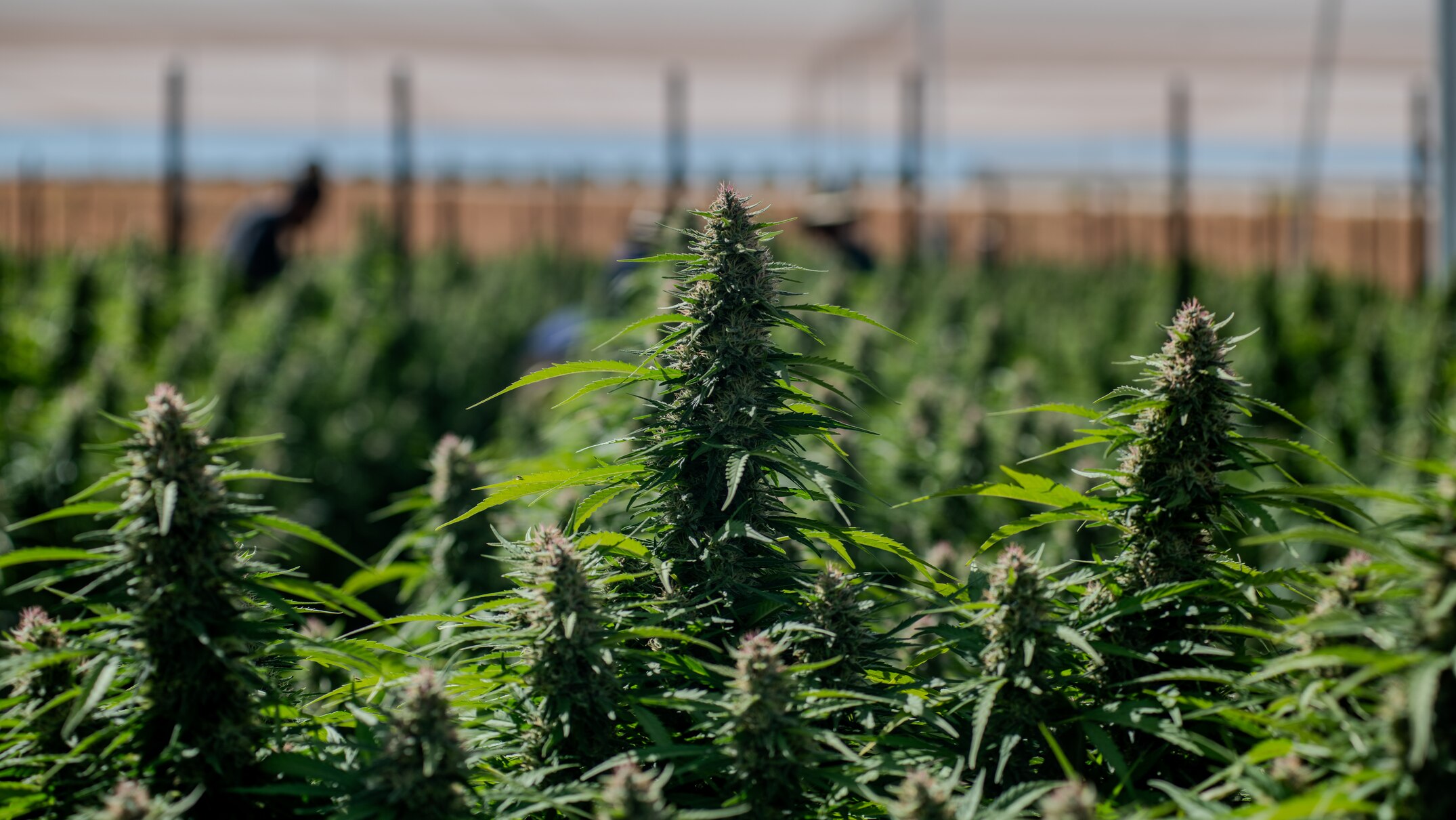 citrus grower invests in one of australia's largest outdoor medicinal cannabis facilities