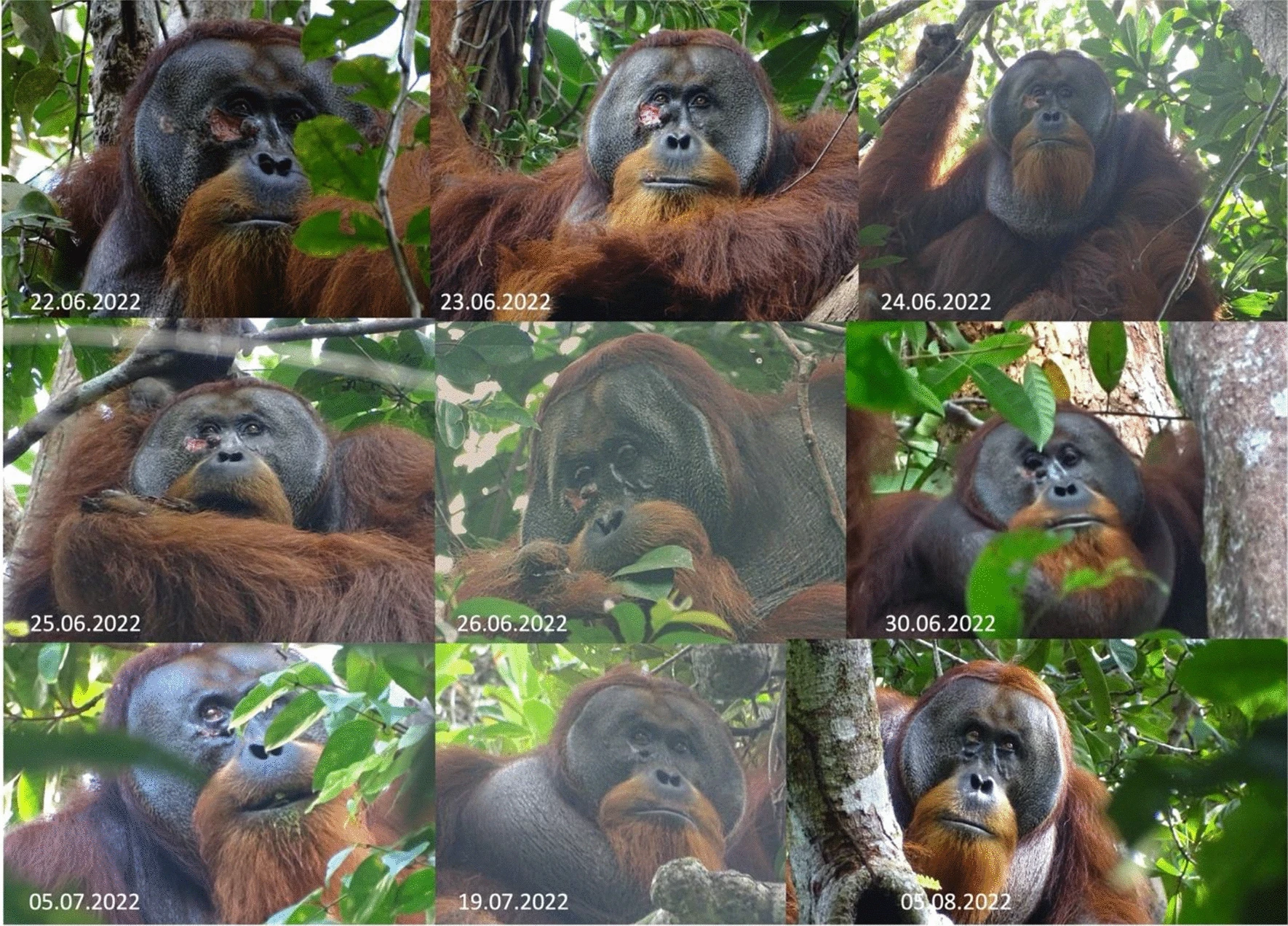 amazon, él es 'rakus', el primer orangután identificado que usa plantas medicinales para curarse