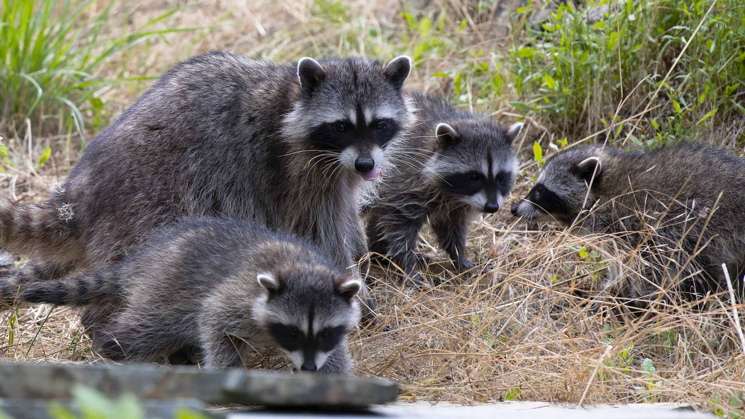 4 Proven and Effective Ways to Repel and Deter Raccoons