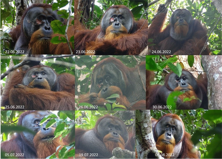 Orangutan Treats Facial Wound With Medicinal Plant In Documented First