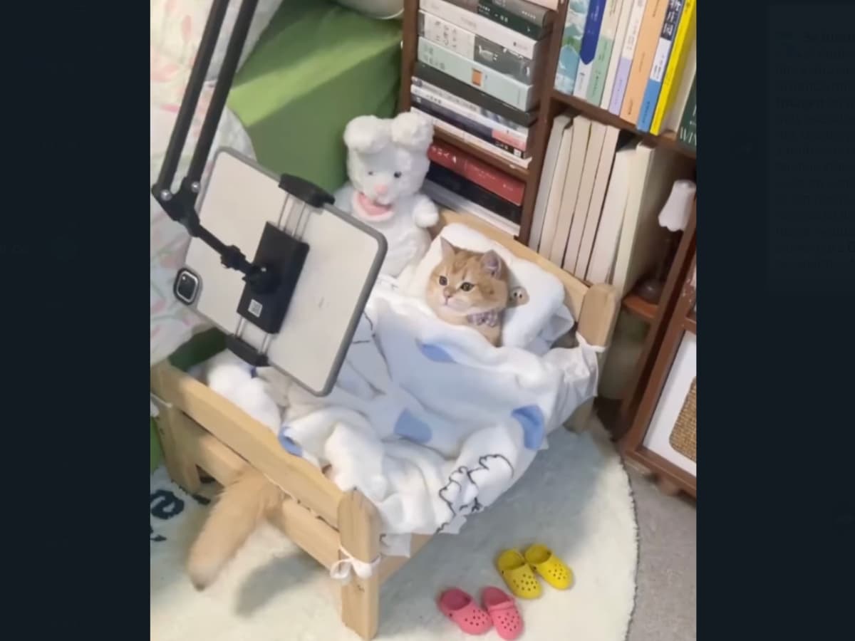 video: gatito consentido como un bebé causa polémica en redes sociales