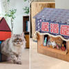 Give your cat the only toy they really want: a cardboard box<br>