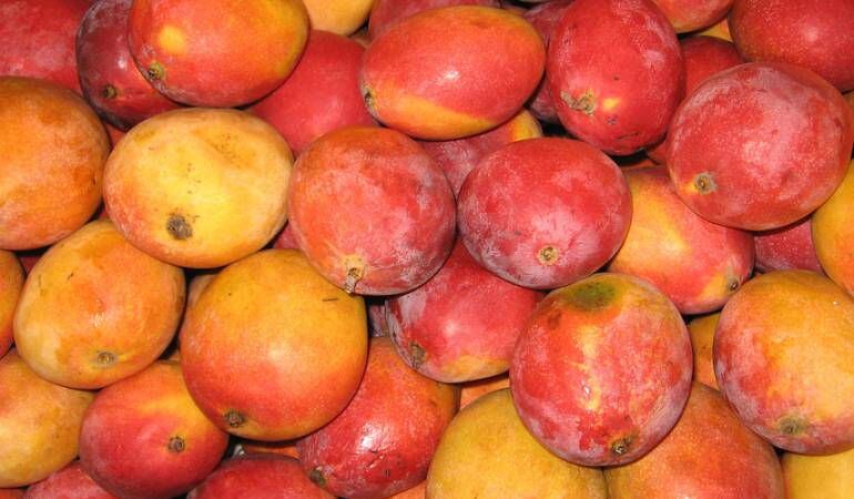 estadounidenses comerán mango de azúcar colombiano que salió desde santa marta