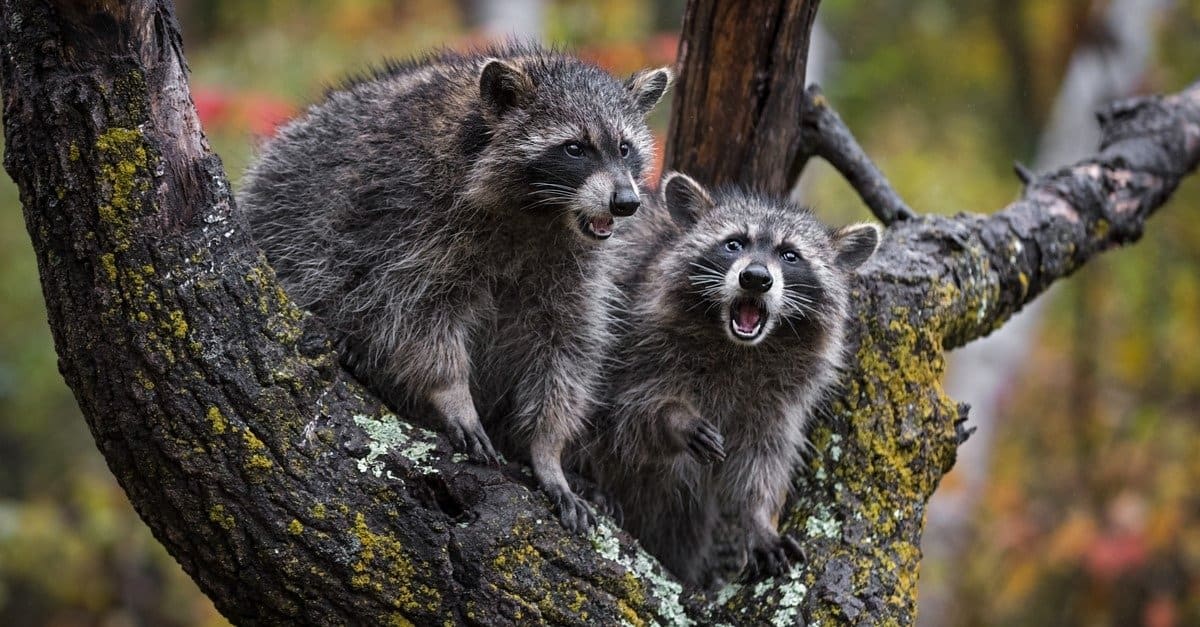 4 Proven and Effective Ways to Repel and Deter Raccoons