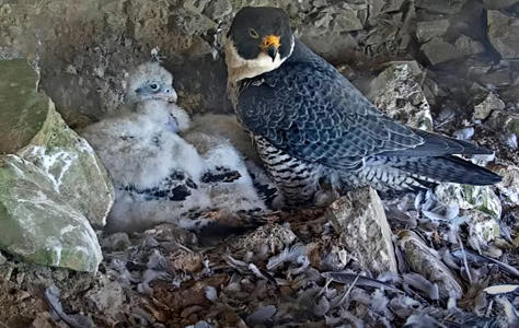 Watch live: Peregrine falcon webcam up and running on Alcatraz Island<br><br>