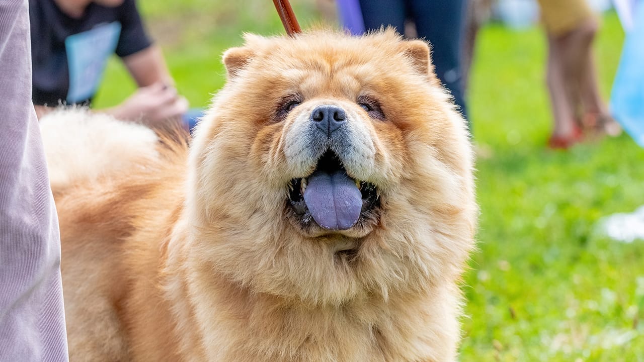 <p>Chow Chows are known for their dignified and somewhat cold disposition. Some may mistake this for stubbornness or lack of intelligence because these canine comrades are particular about following commands.</p> <p>However, to call a Chow Chow “dumb” would be to overlook its ambitious nature. These dogs are independent thinkers, a trait that requires a unique approach to training. They might decide which commands are worth their time, indicating not a lack of intelligence but a strong-willed character. </p> <p>It’s about understanding their individuality and working with, not against, their nature.</p>