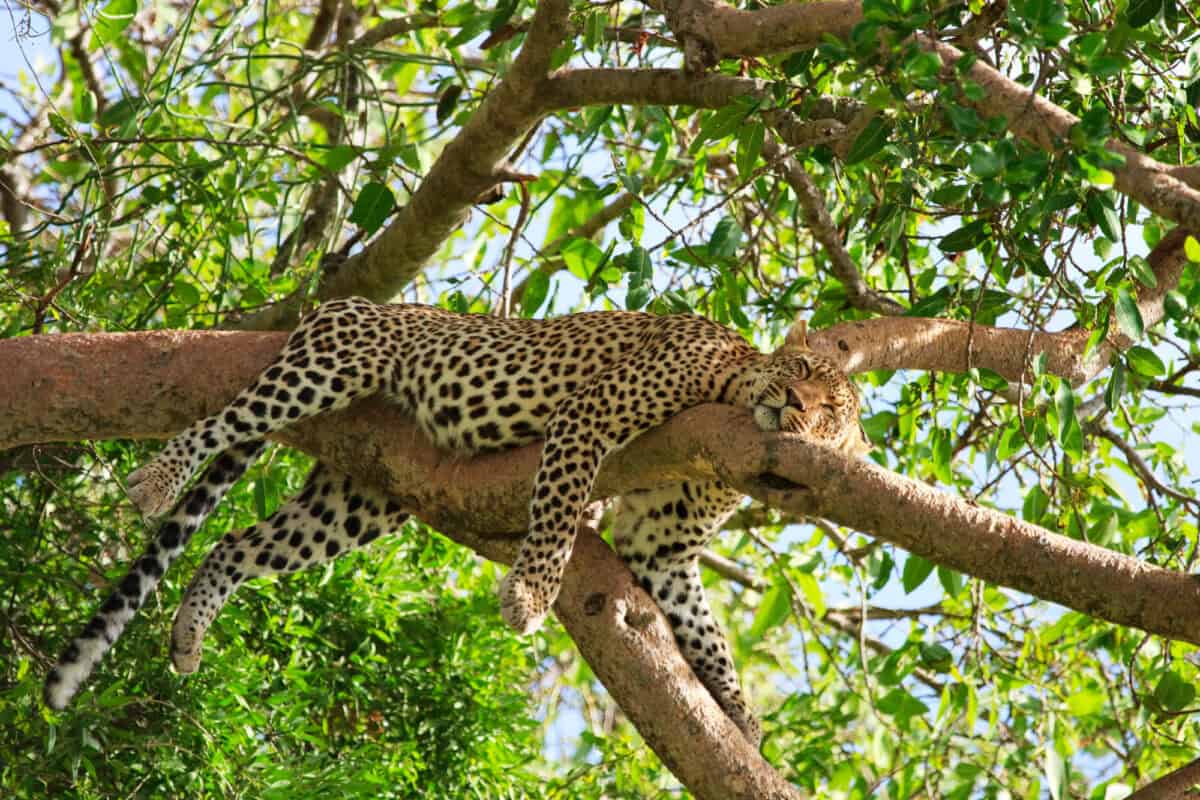 A leopard asleep in a tree. Image by shalamov via depositphotos.com