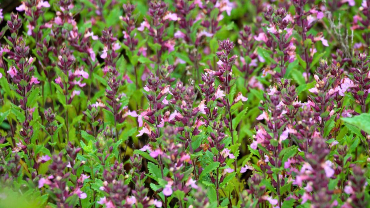 12 Low Maintenance Ground Cover Plants That Love Full Sun