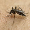 CDC issues dengue fever alert in the U.S.<br>
