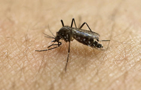 CDC issues dengue fever alert in the U.S.<br><br>