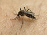 CDC issues dengue fever alert in the U.S.<br><br>
