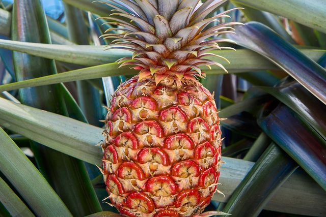this costa rican-grown ‘designer’ pineapple can set you back nearly $400