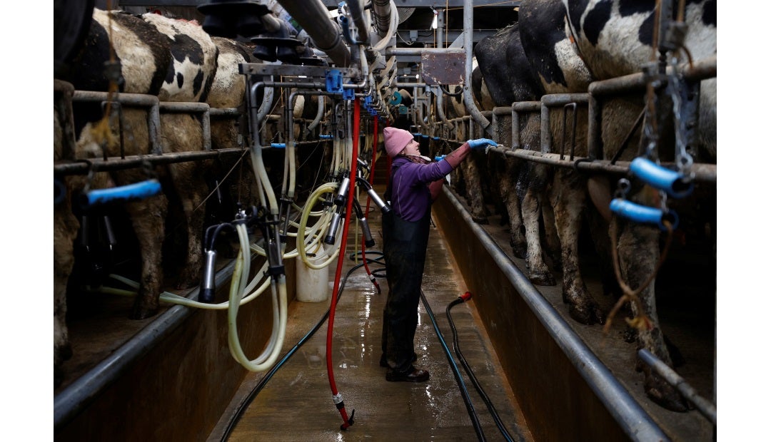 ee.uu. advierte que los trabajadores de sector lácteo podrían contraer la gripe aviar