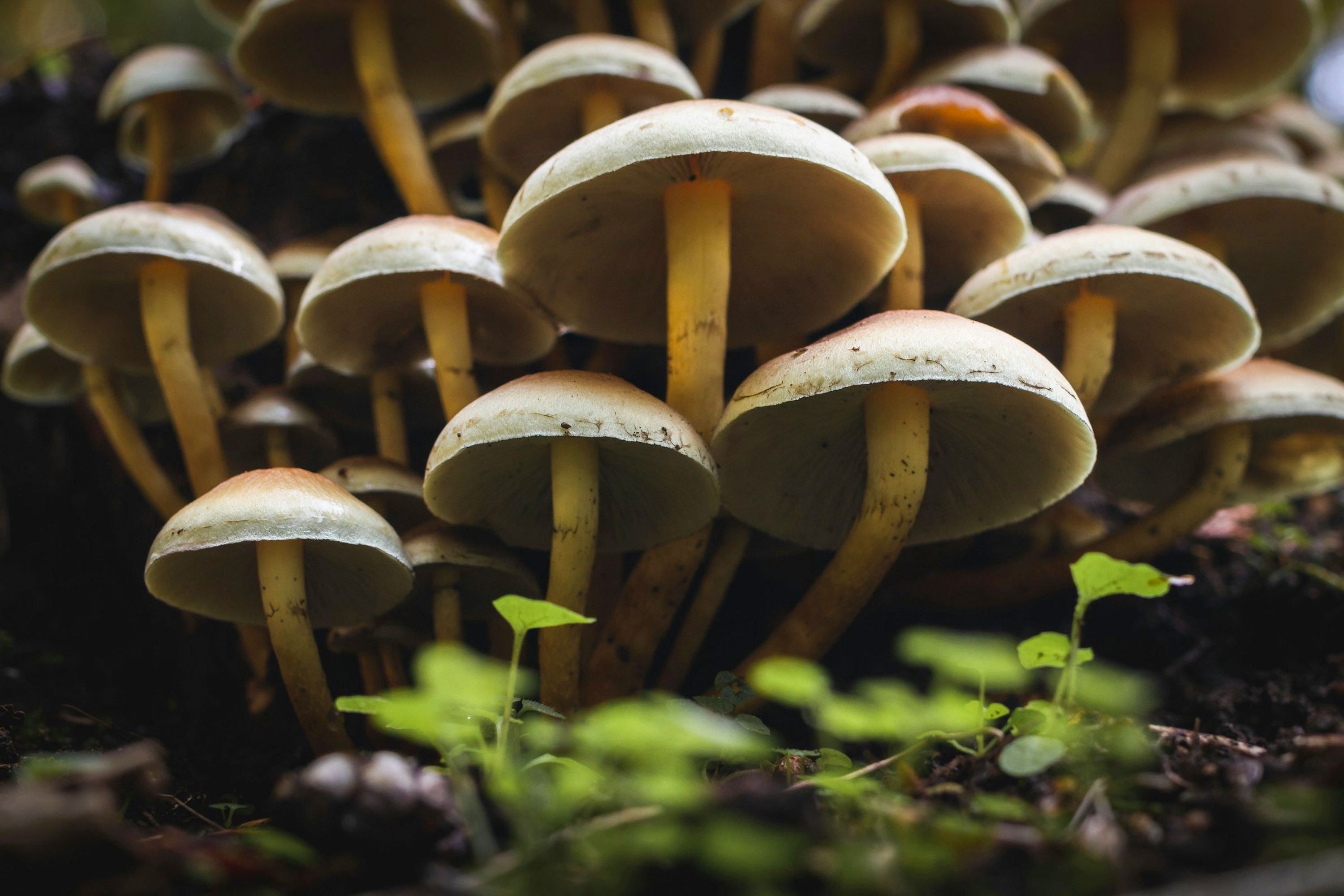 arquitectura fungi y el fascinante mundo de los hongos