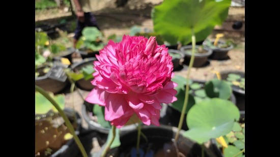 Botanical breakthrough: Lucknow NBRI grows 1,000-petal lotus!