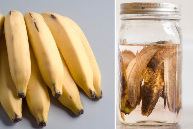cómo hacer abono para las matas con cáscaras de banano: aproveche el desperdicio