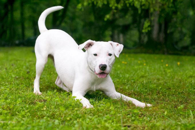 A playful Retriever mixed breed dog in a play bow position