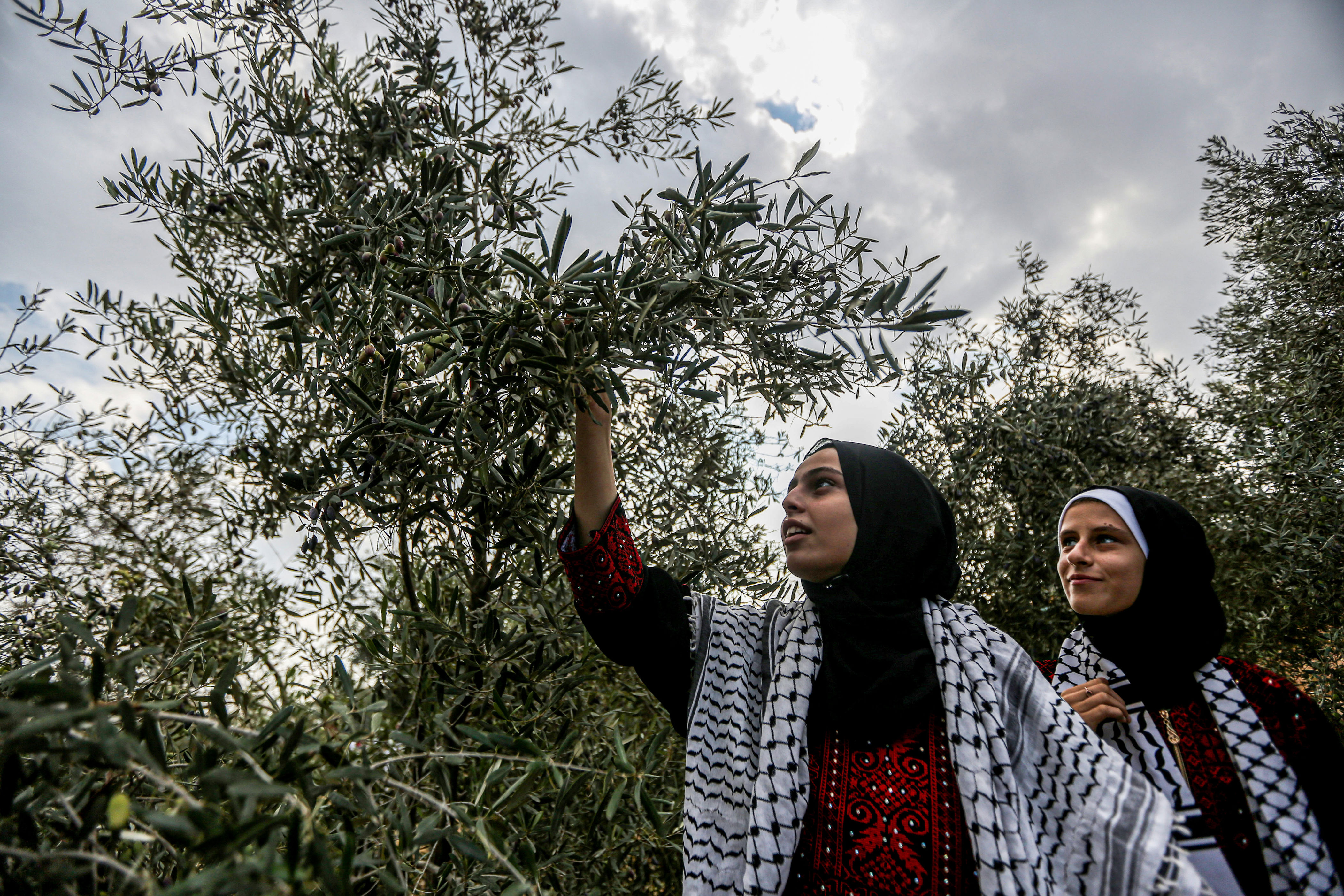 israel’s offensive is destroying gaza’s ability to grow its own food