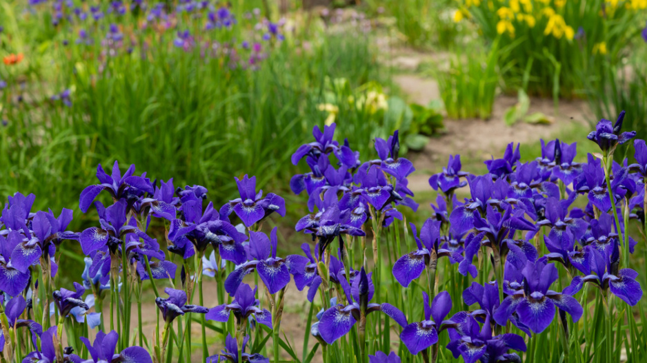 dešťové záhony zadrží vodu v zahradě: zajistíte si tak zahradu plnou květin i v těch největších vedrech