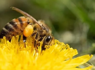 Learn about bees at Runge Conservation Nature Center this weekend<br><br>