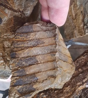 potential world first fossil discovery made at r336 road upgrade