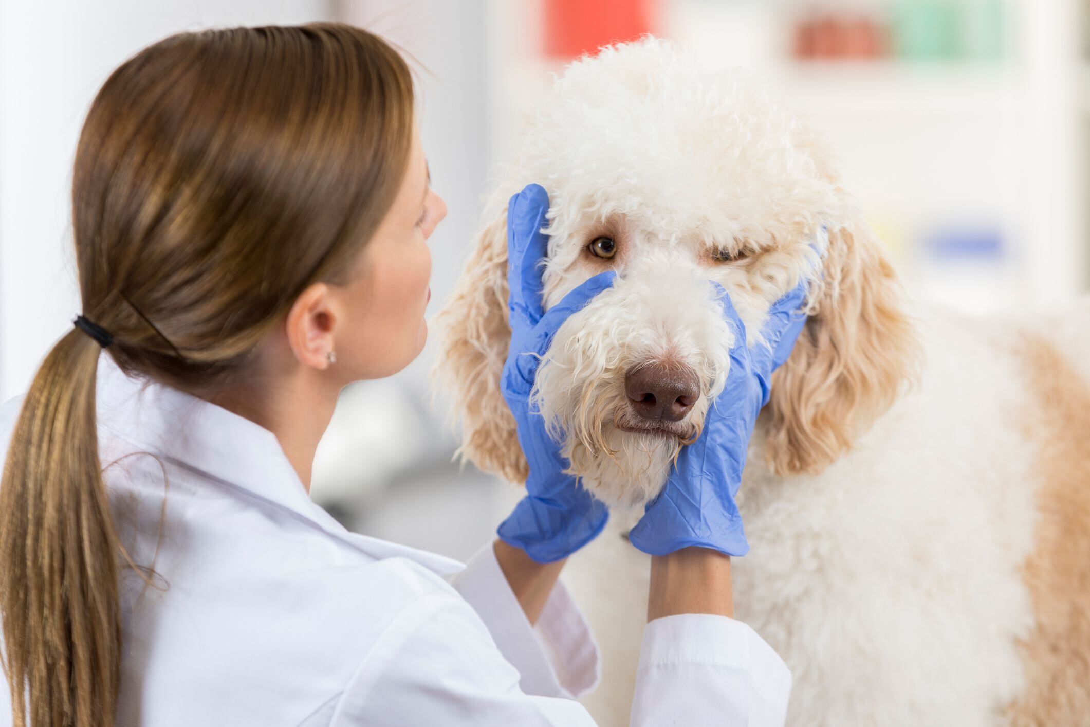 esto puede pasar si su perro tiene rojo alrededor del ojo, según veterinarios; ¿es grave?