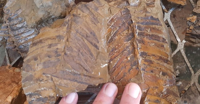 potential world first fossil discovery made at r336 road upgrade