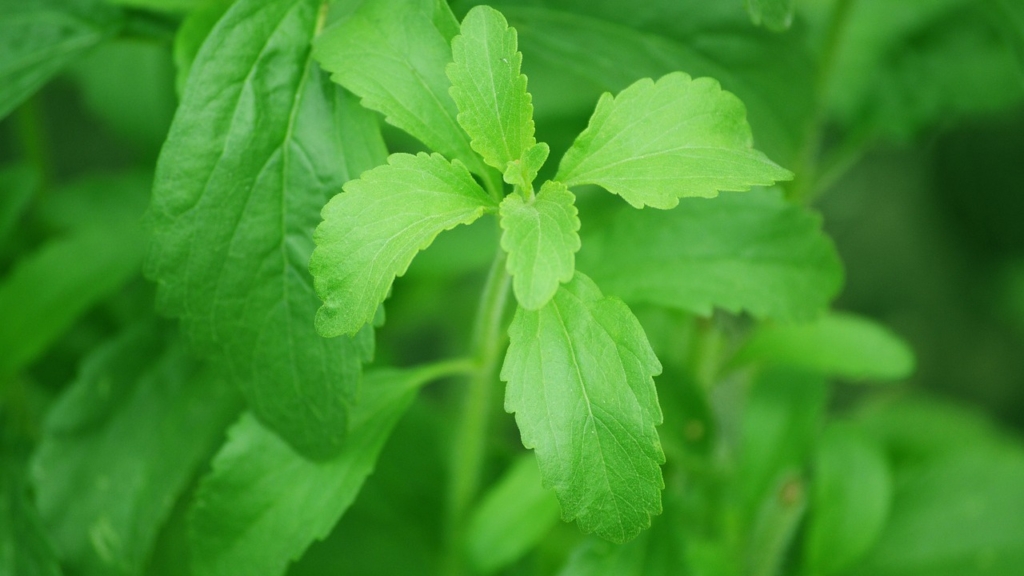 stevia: alles wissenswerte rund um das „süßkraut“
