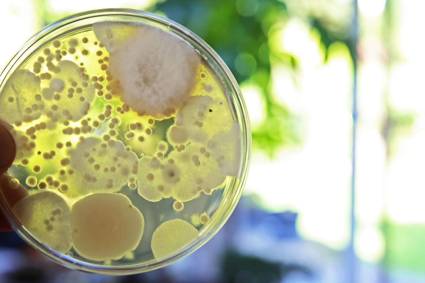 experte erklärt: für wen eine pilzinfektion tödlich enden kann