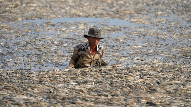 le vietnam écrasé par la canicule: 100.000 poissons meurent à cause de la chaleur