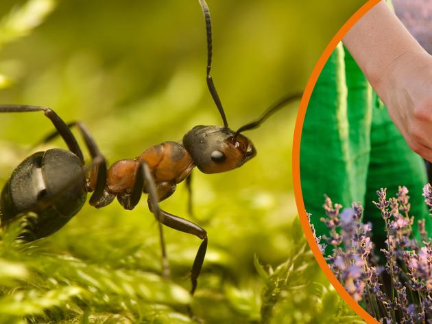 ameisen aus garten und sandkasten vertreiben: zehn gerüche hassen die insekten