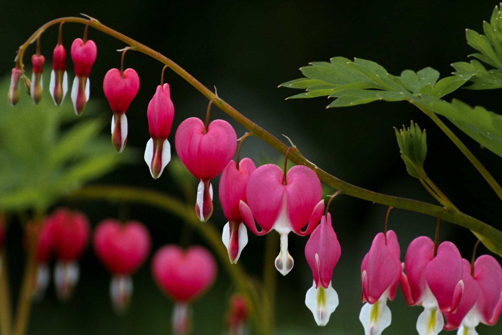 srdcovka nádherná: chcete krásné květy? musíte vědět, jak na hnojení