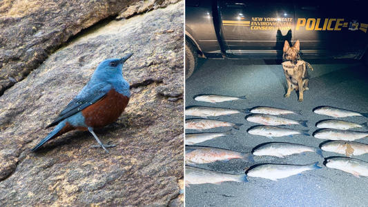 Poachers nailed after hiding fish in strange places, a first-ever bird species sighting and more hot reads<br><br>