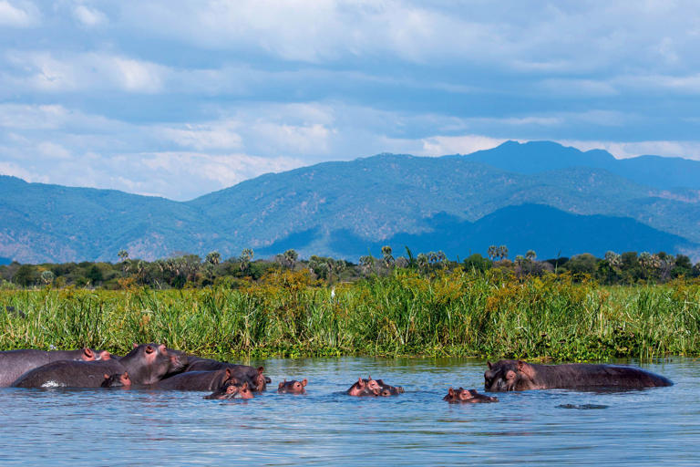 A wildlife guide to Malawi, Africa's alternative safari destination
