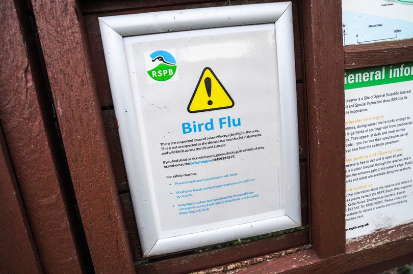 'strong evidence' bird flu virus has passed from mammals to humans for first time