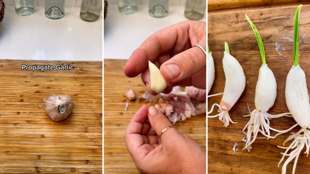 gardener demonstrates simple way to grow garlic 'year-round' from supermarket head of garlic: 'this is an awesome tip'